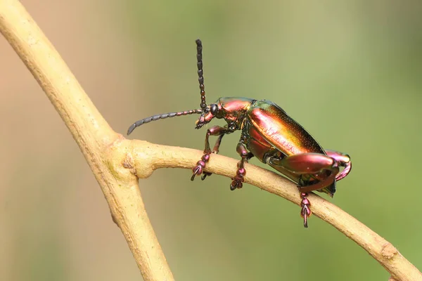 カエルの足甲虫は 毎日の活動を始める前にランブータンの木で日光浴をしています 学名はSagra — ストック写真