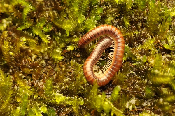 Een Duizendpoot Rolde Zijn Lichaam Mossige Grond Dit Insect Heeft — Stockfoto