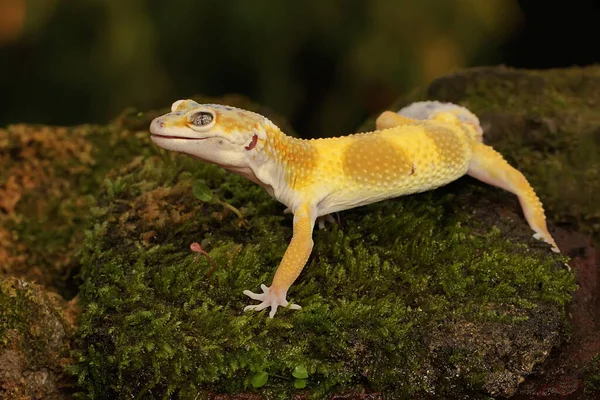 Bir leopar kertenkelesi (Eublepharis macularius) kendine özgü bir şekilde poz verir.