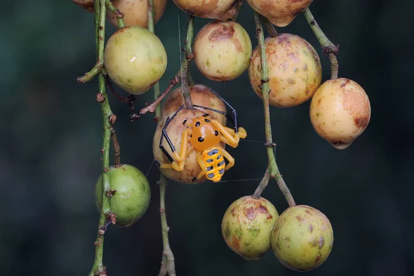 Una Araña Cangrejo Ocho Manchas Está Buscando Presas Esta Araña —  Fotos de Stock