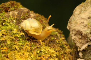 Küçük bir salyangoz yosunlu topraklarda yiyecek arıyor.. 