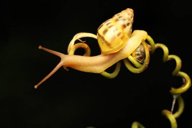 Küçük bir salyangoz çalılıklarda yiyecek arıyor.. 