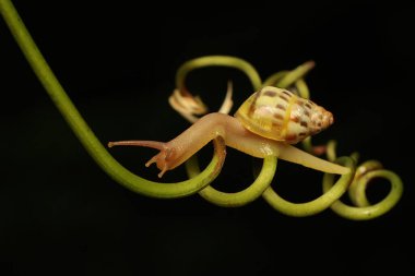 Küçük bir salyangoz çalılıklarda yiyecek arıyor.. 