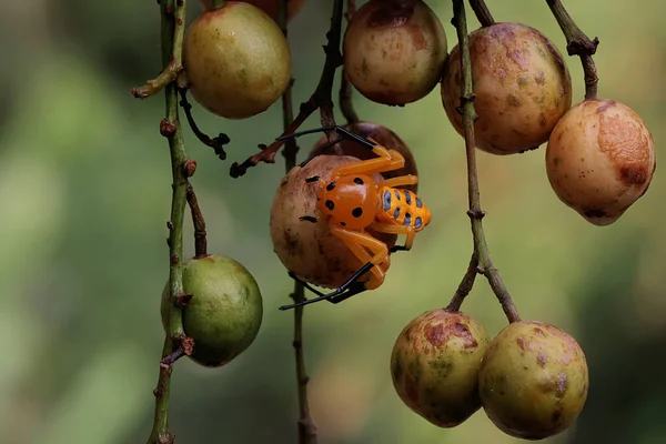 Una Araña Cangrejo Ocho Manchas Está Buscando Presas Esta Araña —  Fotos de Stock