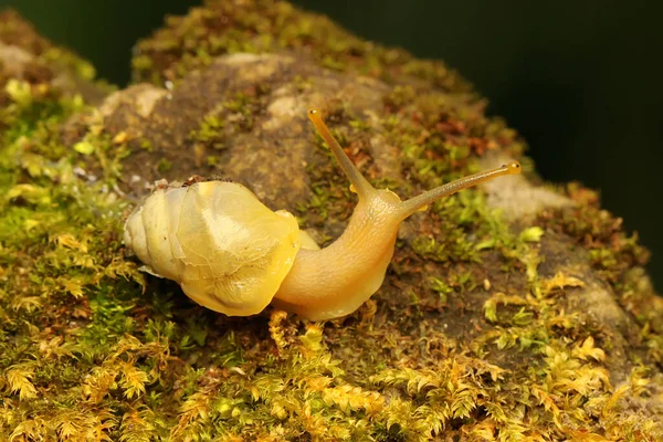 Pequeño Caracol Está Buscando Comida Tierra Musgosa — Foto de Stock