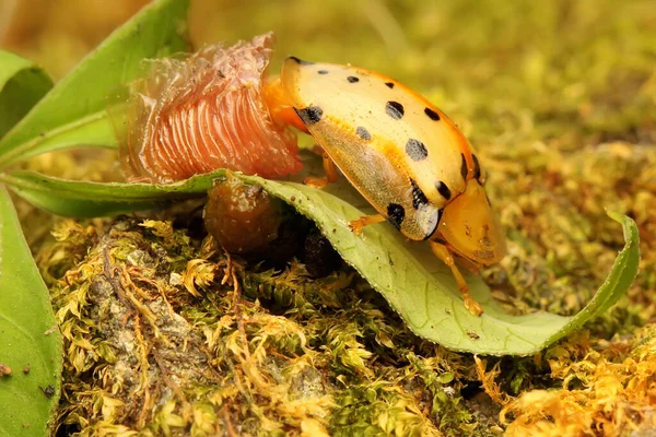 Escarabajo Tortuga Moteada Está Teniendo Proceso Muda Este Insecto Tiene —  Fotos de Stock