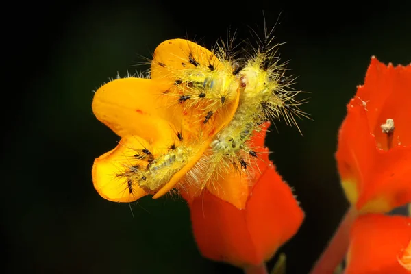 Een Aantal Rupsen Eten Jonge Kokosbladeren Het Insect Dat Jeukende — Stockfoto