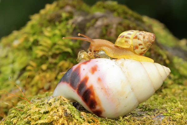 一只小蜗牛在灌木丛中觅食 — 图库照片