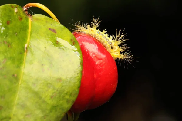 A caterpillar is eating young coconut leaves. The insect that causes itchy skin when touched has the scientific name Monema flavescens.