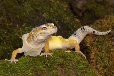 Bir leopar kertenkelesi deri değiştirme sürecinde. Bu sürüngenin bilimsel adı Eublepharis macularius.. 