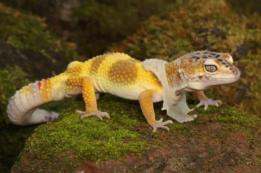 Bir leopar kertenkelesi (Eublepharis macularius) kendine özgü bir şekilde poz verir.