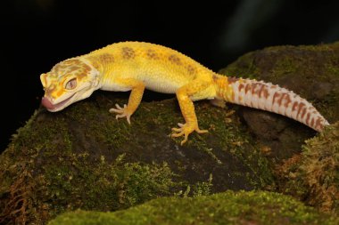 Bir leopar kertenkelesi (Eublepharis macularius) kendine özgü bir şekilde poz verir.