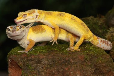 Bir çift leopar kertenkelesi çiftleşmeye hazırlanıyor. Çekici renklere sahip sürüngenlerin bilimsel adı Eublepharis macularius 'dur.. 