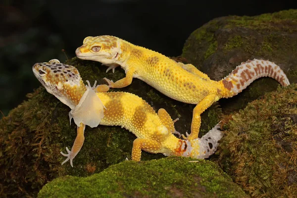 Paio Gechi Leopardati Stanno Preparando Accoppiarsi Rettili Con Colori Attraenti — Foto Stock