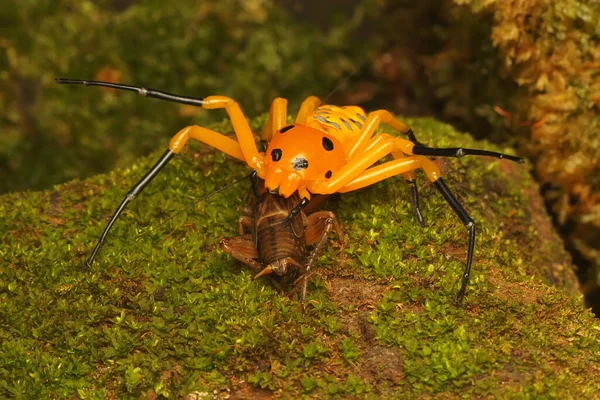 一只八斑点蟹蜘蛛正在寻找猎物 这种蜘蛛的学名是Platythomicus Quadrimaculatus — 图库照片