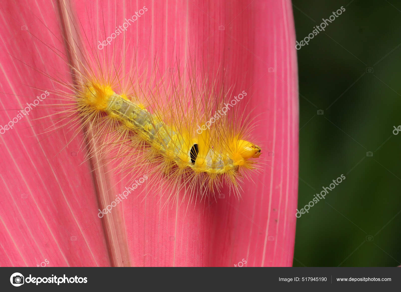 Bright Yellow Caterpillar Eating Leaves Stock Photo by ©iwayansumatika 517945190