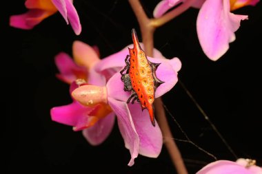 Bir mücevher örümceği yabani bir çiçekte av arıyor. Bu örümceğin bilimsel adı Gasteracantha Falcicornis. 