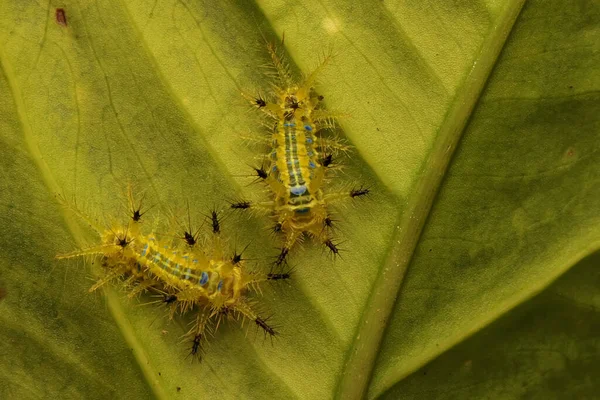 A number of caterpillars are eating young coconut leaves. The insect that causes itchy skin when touched has the scientific name Monema flavescens.