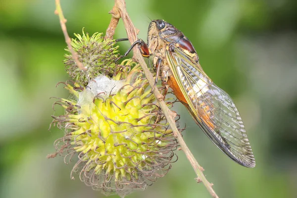 Una Tanna Japonensis También Llamada Cigarra Tarde Está Descansando Arbusto — Foto de Stock