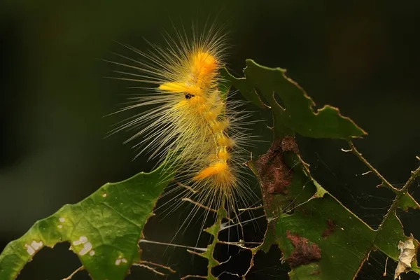 애벌레가 나뭇잎을 — 스톡 사진
