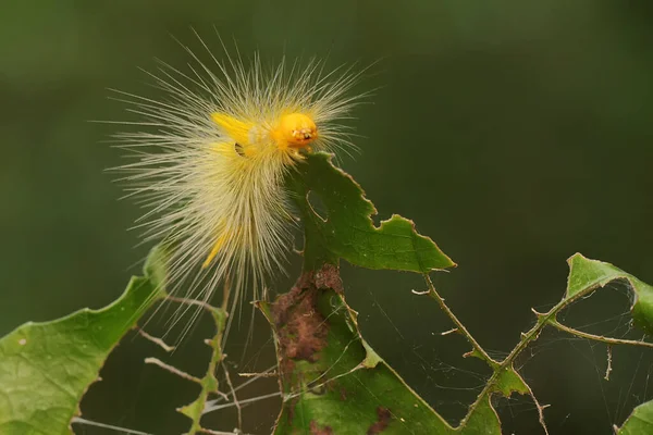 Jasnożółta Gąsienica Liście — Zdjęcie stockowe