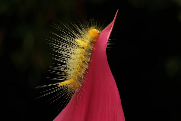 Une Chenille Jaune Vif Mange Des Feuilles — Photo