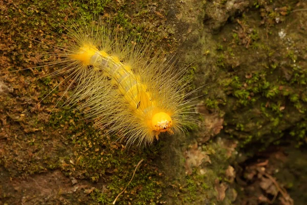 鮮やかな黄色の冬虫夏草が葉を食べている — ストック写真