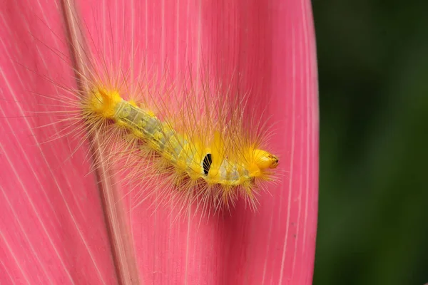 Una Oruga Amarilla Brillante Está Comiendo Hojas — Foto de Stock