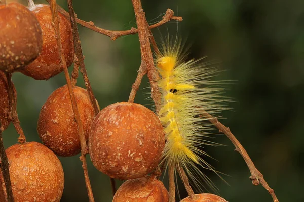 Яскраво Жовта Гусениця Їсть Листя — стокове фото