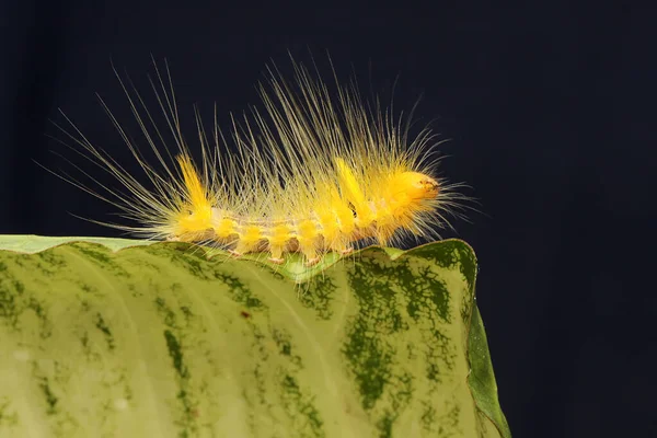 Une Chenille Jaune Vif Mange Des Feuilles — Photo