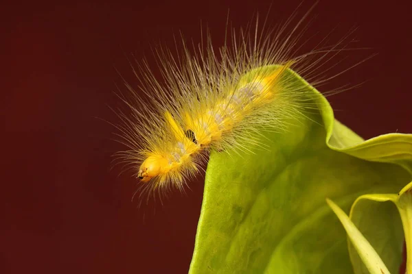 鮮やかな黄色の冬虫夏草が葉を食べている — ストック写真