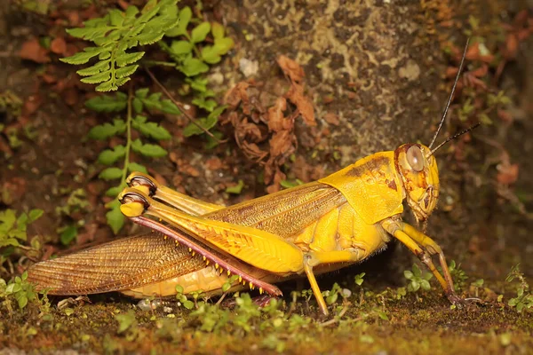 메뚜기 마리가 나뭇잎 있습니다 — 스톡 사진