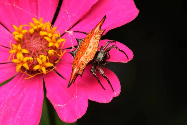 Jewel Spider Looking Prey Wildflower Spider Has Scientific Name Gasteracantha — Stock Photo, Image