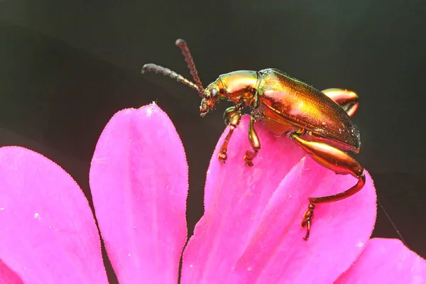Besouro Perna Está Procura Comida Uma Flor Silvestre Este Inseto — Fotografia de Stock