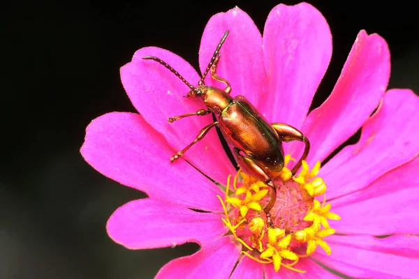 Ein Froschschenkelkäfer Sucht Einer Wildblume Nach Nahrung Dieses Insekt Trägt — Stockfoto
