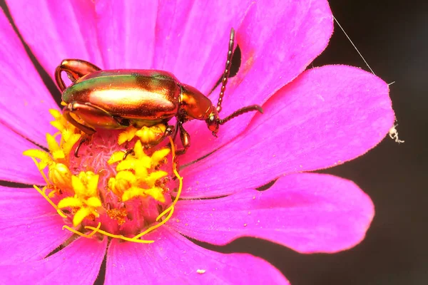 Bir Kurbağa Bacağı Böceği Yabani Bir Çiçekte Yiyecek Arıyor Böceğin — Stok fotoğraf