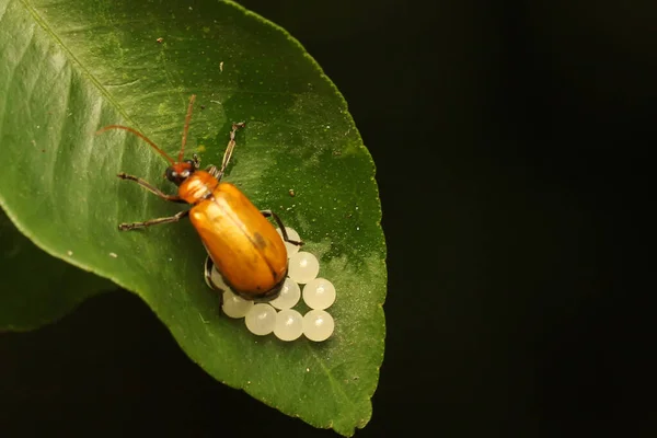 Escarabajo Cucurbit Está Buscando Comida Arbusto Este Insecto Tiene Nombre —  Fotos de Stock