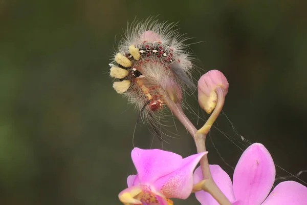 Una Oruga Alimenta Una Flor Silvestre —  Fotos de Stock