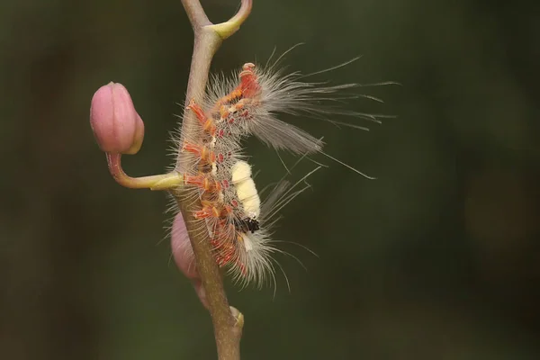 Una Oruga Alimenta Una Flor Silvestre — Foto de Stock