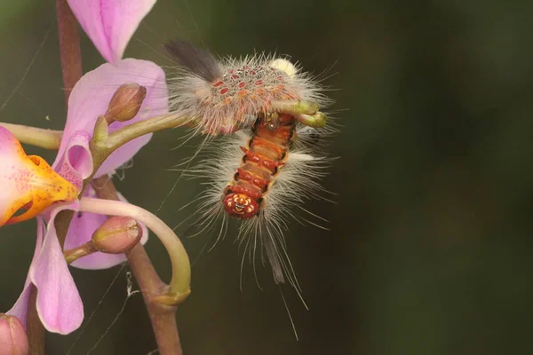 야생화 속에서 애벌레가 먹이를 — 스톡 사진
