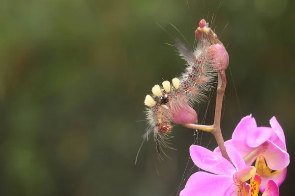 Une Chenille Nourrit Dans Une Fleur Sauvage — Photo