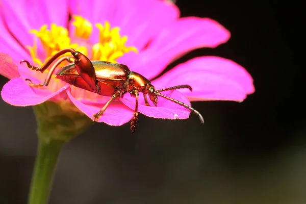 Escarabajo Rana Pierna Está Buscando Comida Una Flor Silvestre Este — Foto de Stock