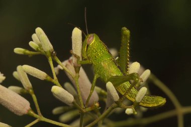 Genç bir çekirge bir yaprağın üzerinde dinleniyor..