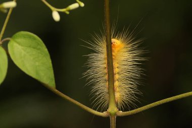 Bir tırtıl çalılıklarda yiyecek arıyor.. 