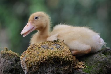 Bir ördek yavrusu yosunlu bir kayanın üzerinde dinleniyor.. 