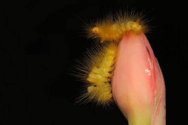 Parlak sarı bir tırtıl kır çiçeklerini yiyor..