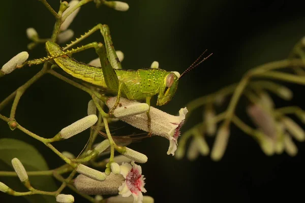 Joven Saltamontes Descansa Sobre Una Hoja — Foto de Stock