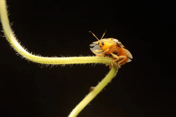 Aspidomorpha Miliaris Beetle Looking Food Bush — Fotografia de Stock