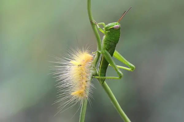 Una Oruga Amarilla Brillante Está Comiendo Hojas — Foto de Stock