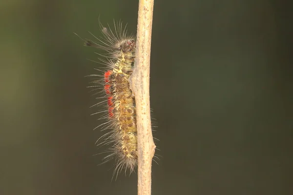 Une Chenille Nourrit Dans Buisson — Photo